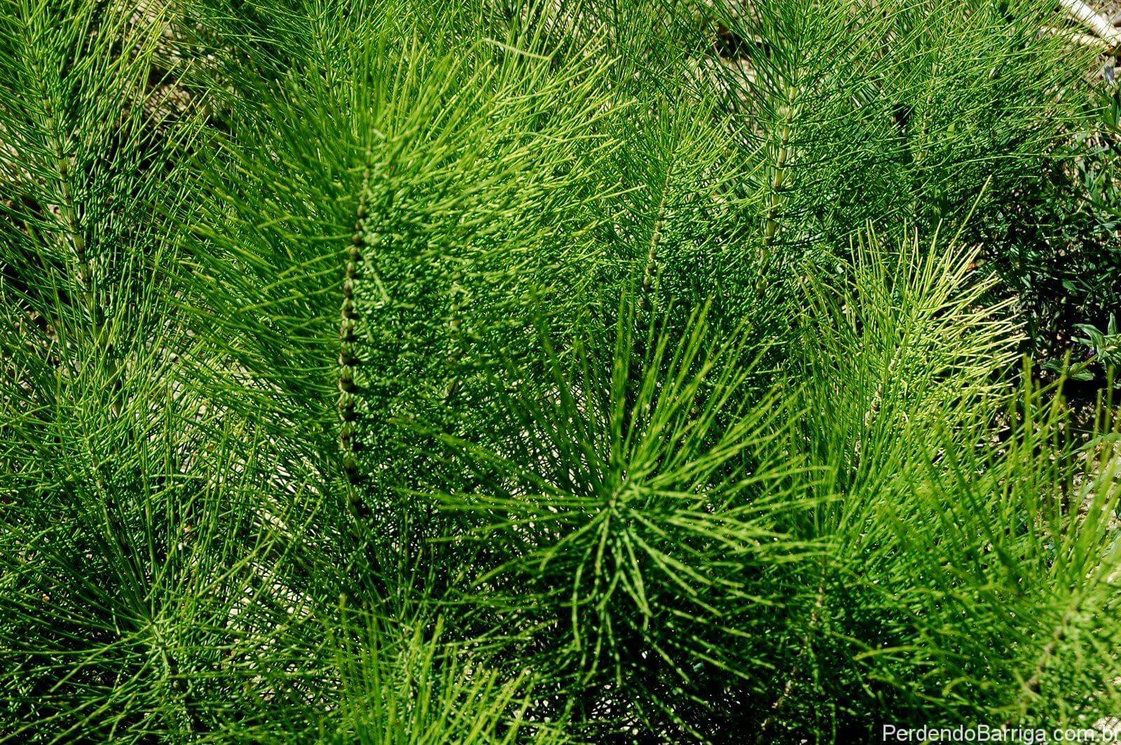 Cavalinha Equisetum Spp Flora 10 Paisagismo