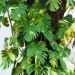 Jibóia – Epipremnum pinnatum