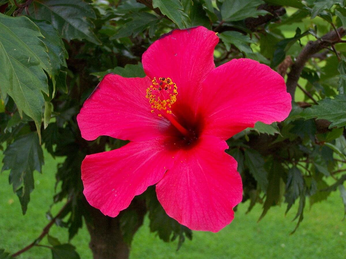 Hibisco – Hibiscus Rosa-sinensis – Flora 10 | Paisagismo