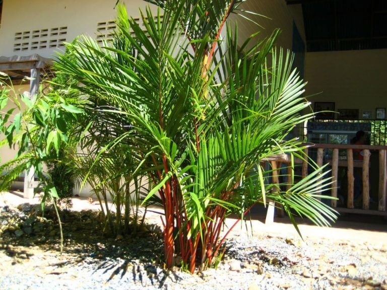 Read more about the article Palmeira-laca – Cyrtostachys renda