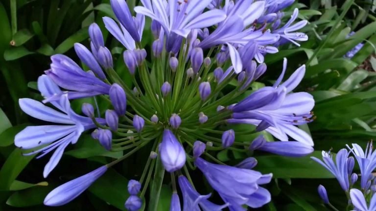 Read more about the article Agapanto – Agapanthus africanus