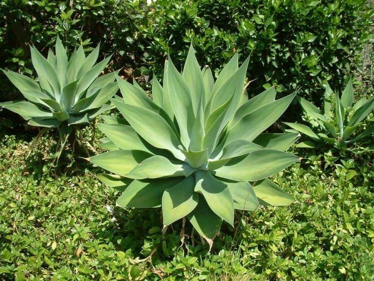Read more about the article Agave-dragão – Agave attenuata