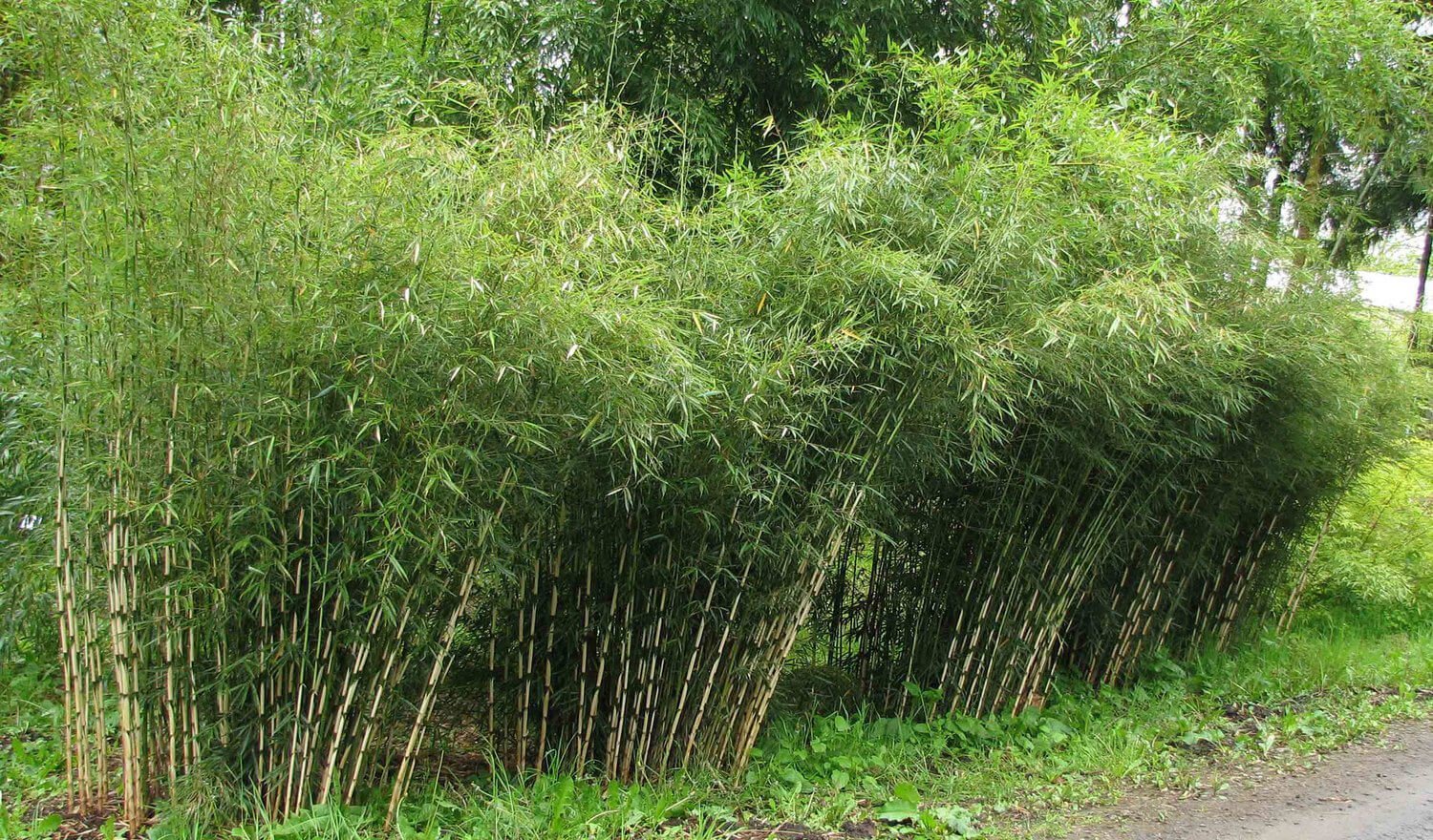 Bambuzinho-de-jardim – Bambusa textilis gracilis – Flora 10 | Paisagismo