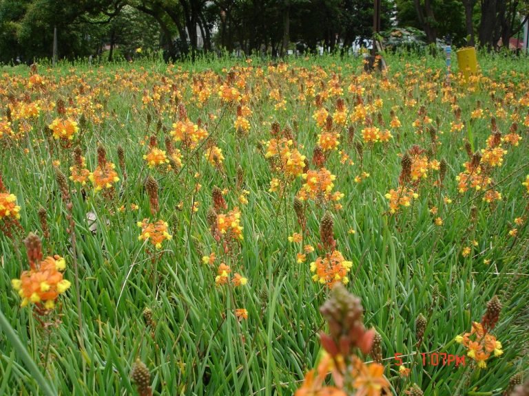 Read more about the article Bulbine – Bulbine frutescens