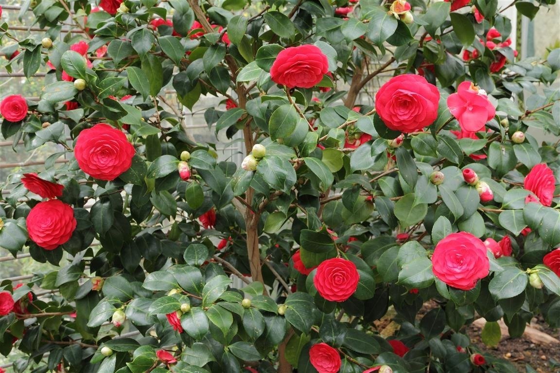 Read more about the article Camélia – Camellia japonica