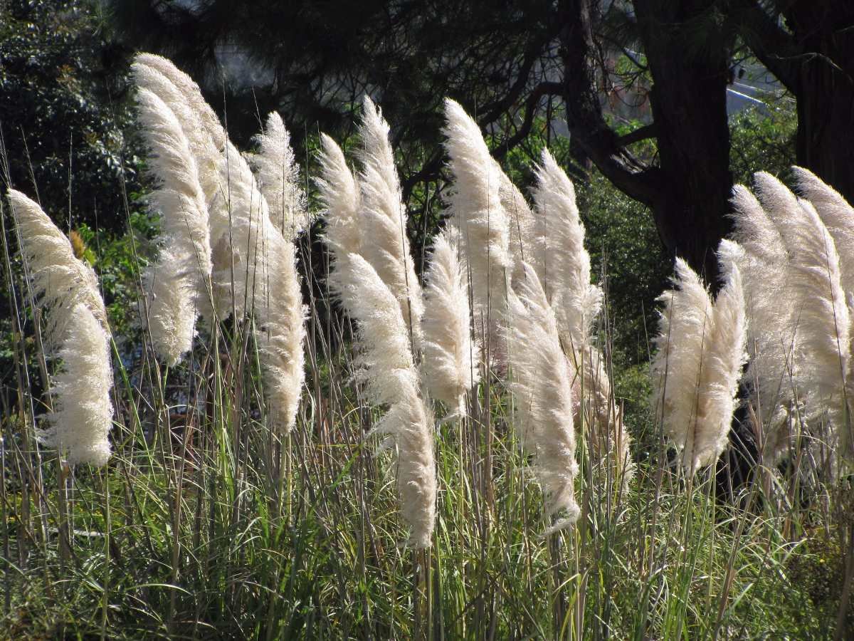 Capim-dos-pampas – Cortaderia selloana – Flora 10 | Paisagismo