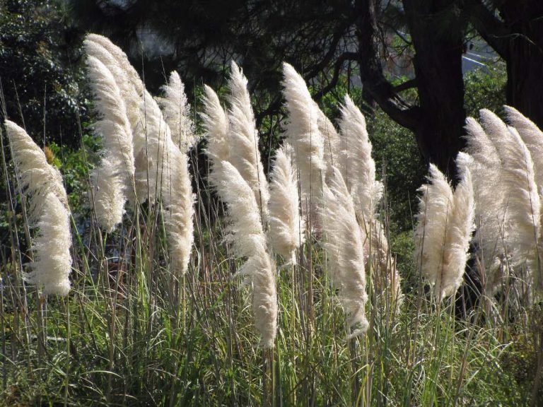 Read more about the article Capim-dos-pampas – Cortaderia selloana