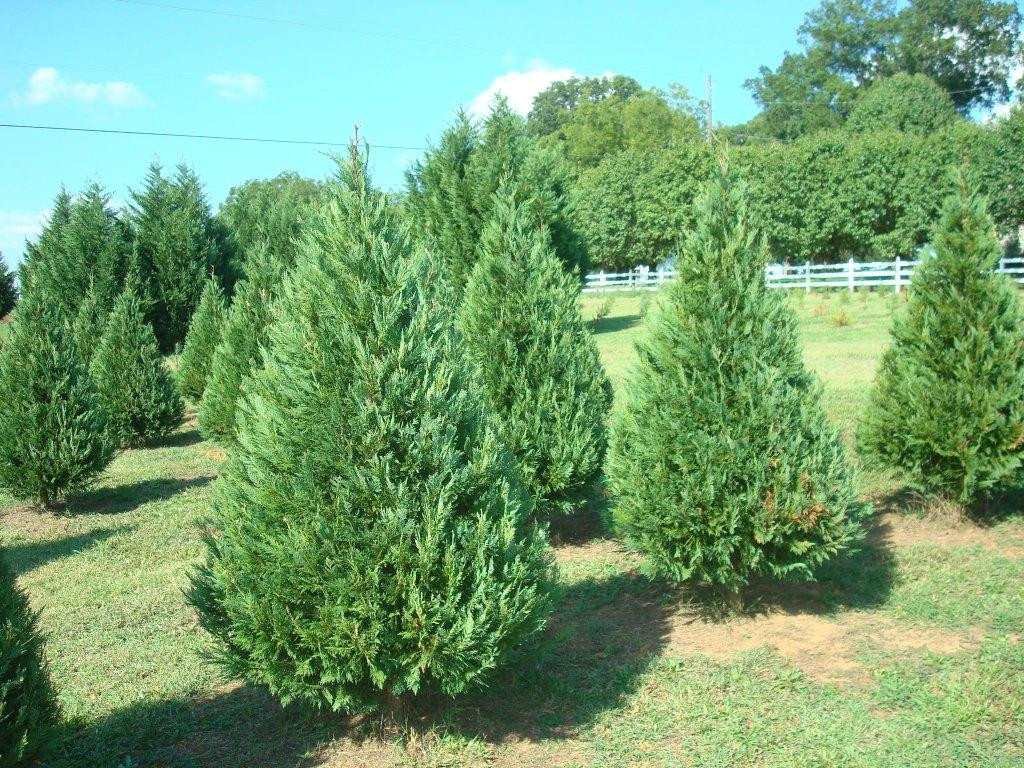 You are currently viewing Cedrinho – Cupressus lusitanica