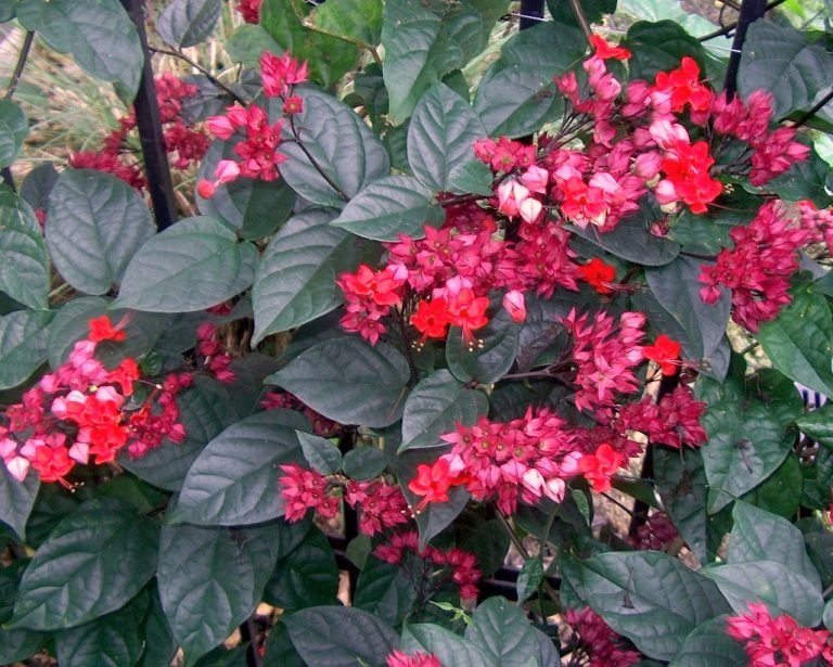 Read more about the article Clerodendro-vermelho – Clerodendrum splendens