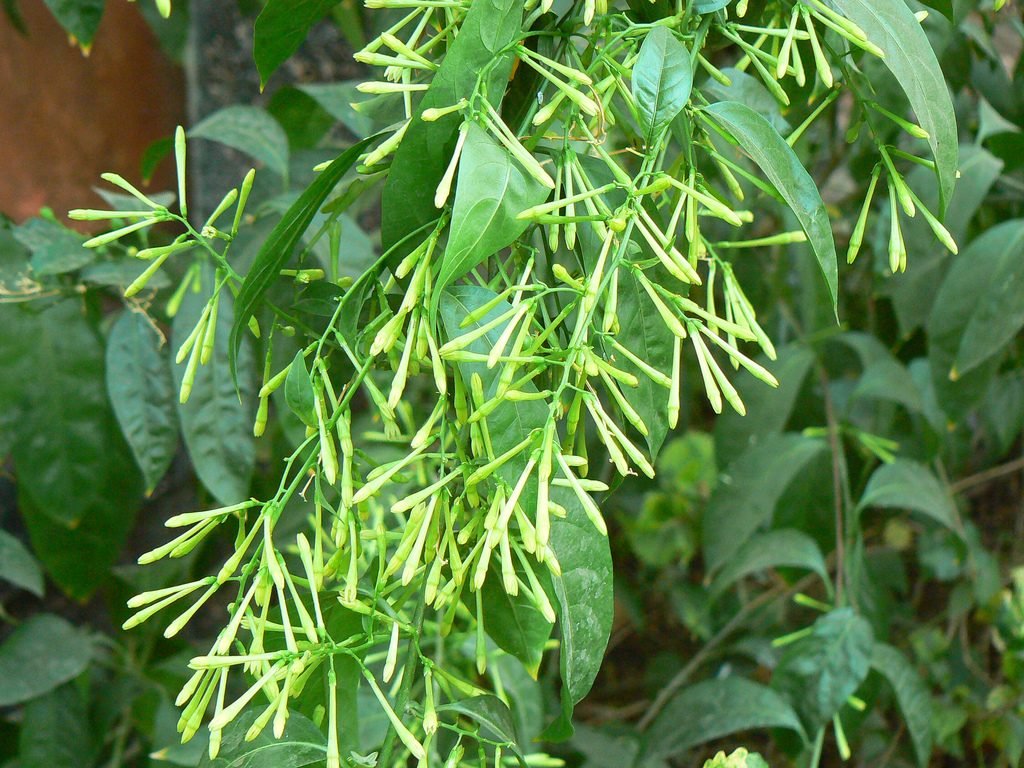 Dama-da-Noite (Cestrum nocturnum)