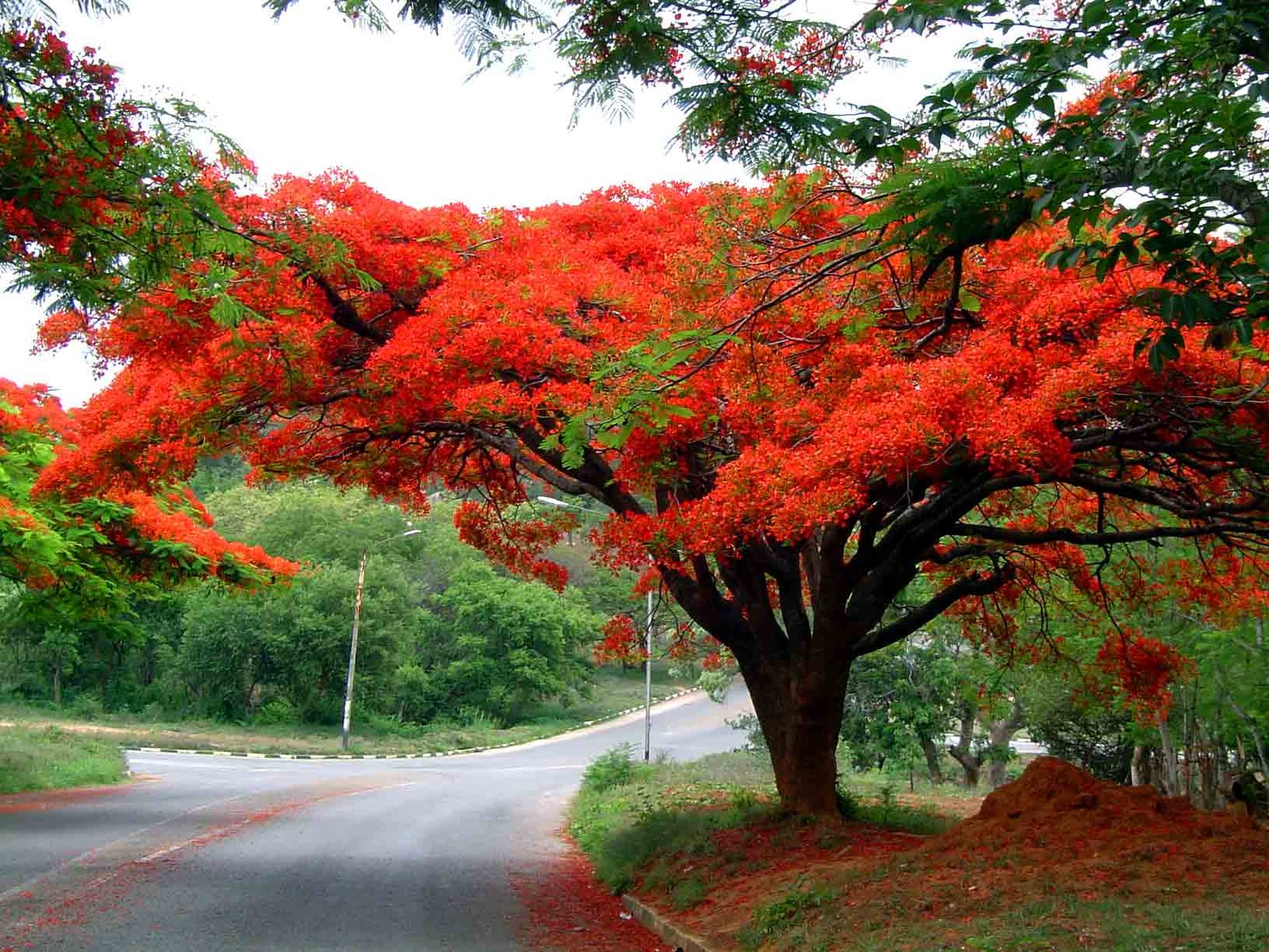 Read more about the article Flamboyant – Delonix regia