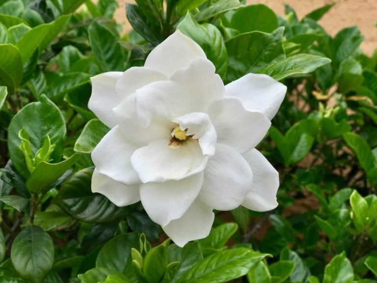 Read more about the article Gardênia – Gardenia jasminoides