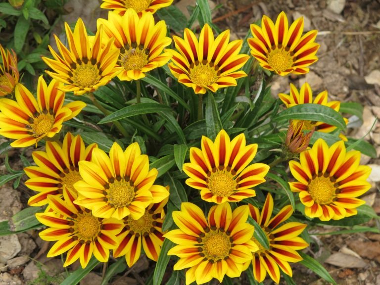 Read more about the article Gazânia – Gazania rigens