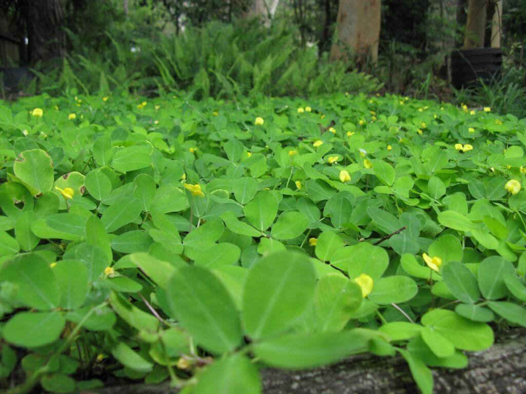 You are currently viewing Grama-amendoim – Arachis repens