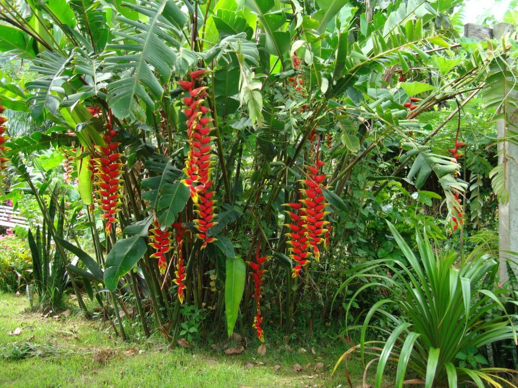 Cercas vivas de sombra – Flora 10 | Paisagismo