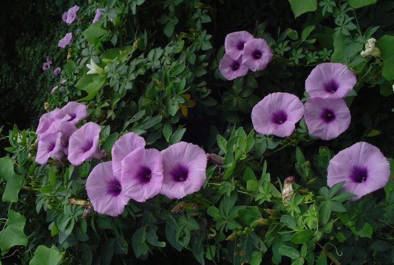 Read more about the article Ipoméia – Ipomoea cairica