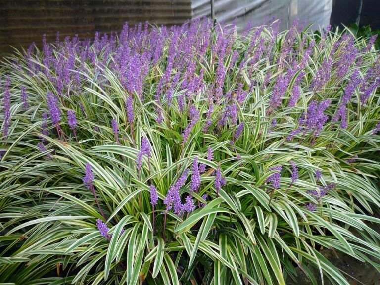 Read more about the article Liríope – Liriope spicata