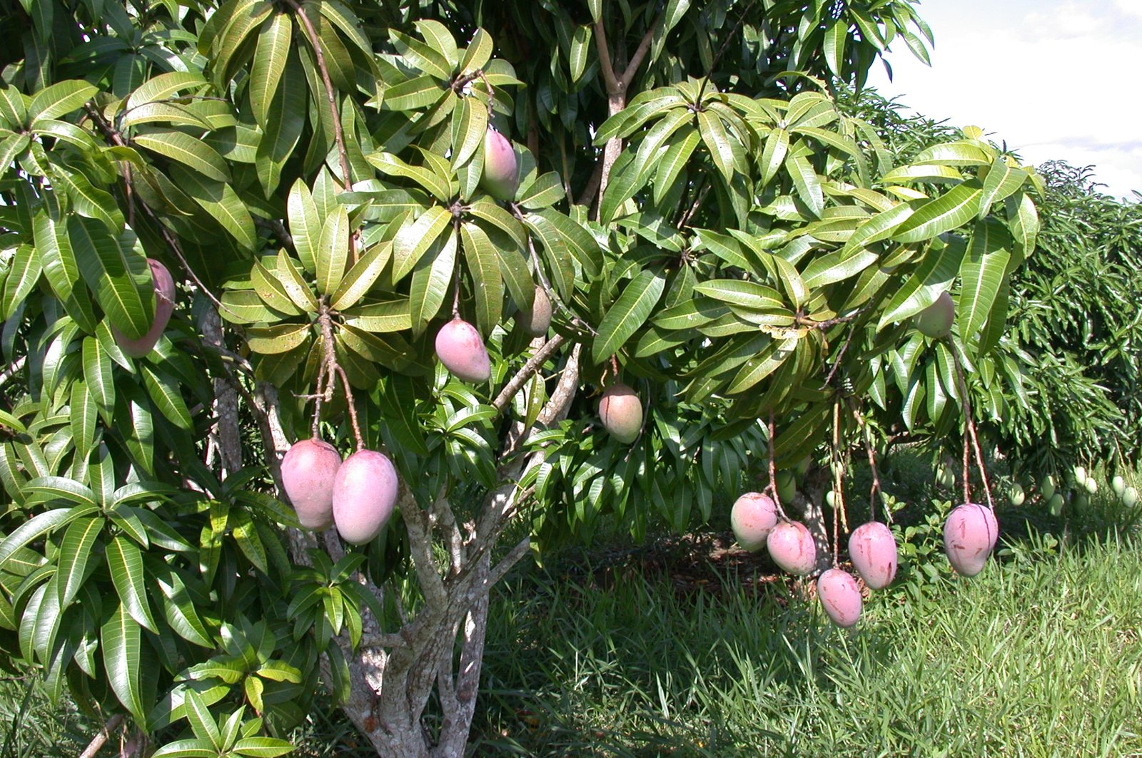 Manga Mangifera Indica Flora Paisagismo