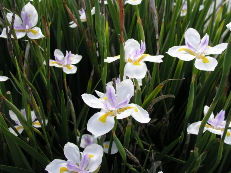 Read more about the article Moréia – Dietes iridioides