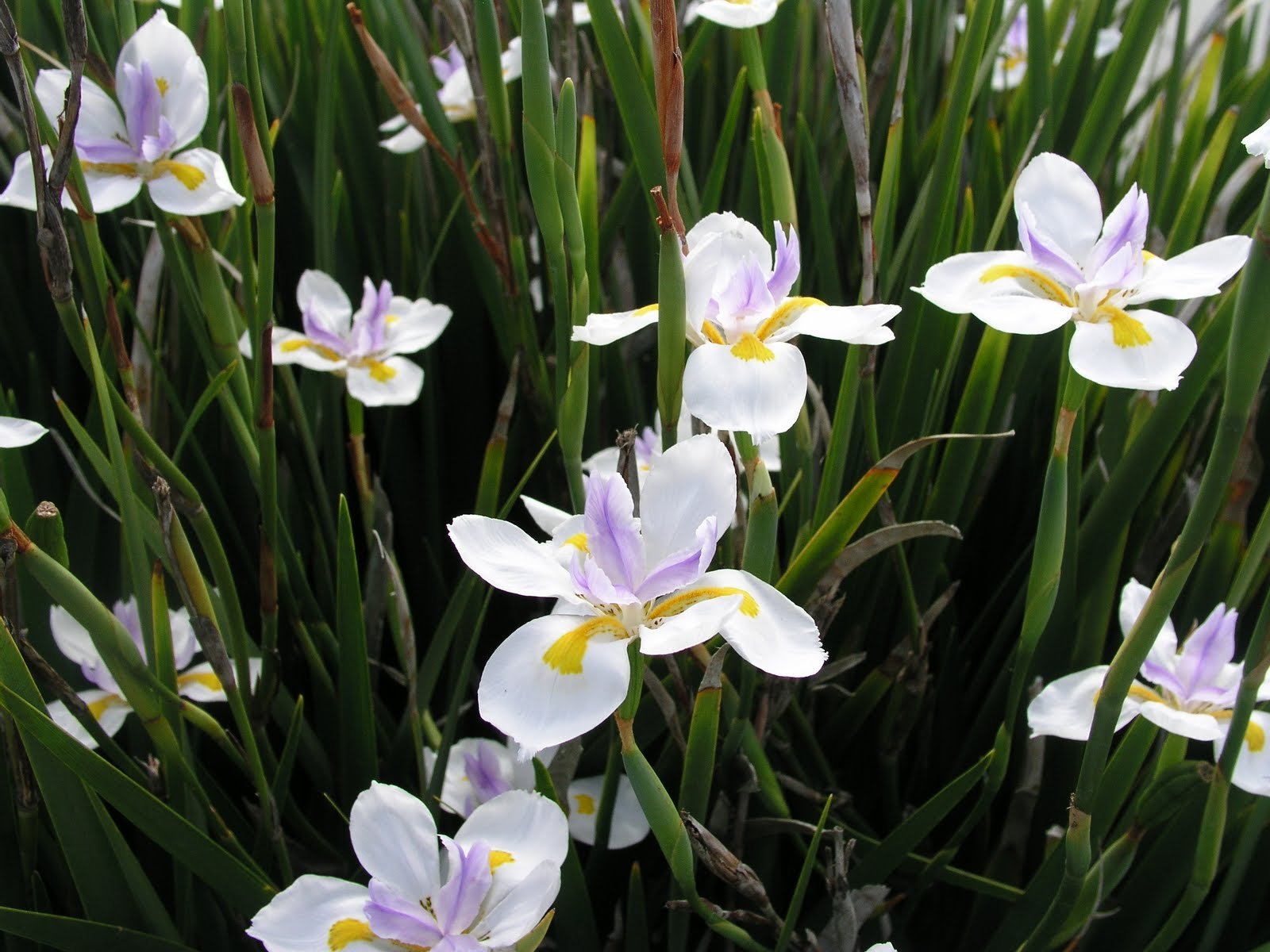 You are currently viewing Moréia – Dietes iridioides