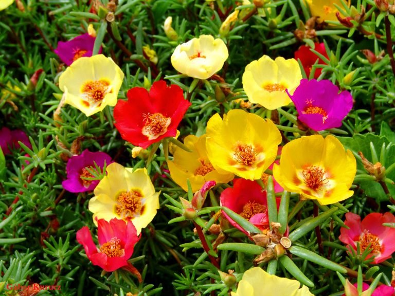 Read more about the article Onze-horas – Portulaca grandiflora