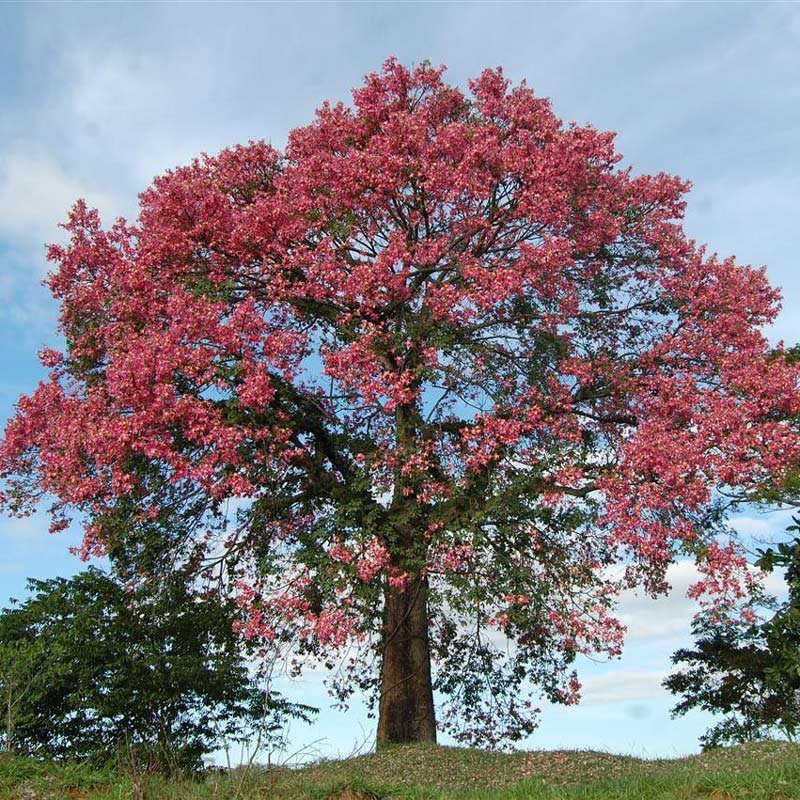 Read more about the article Paineira-rosa – Ceiba speciosa