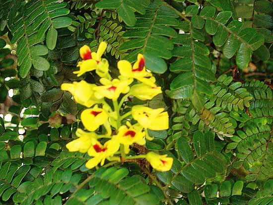 Read more about the article Pau-brasil – Caesalpinia echinata