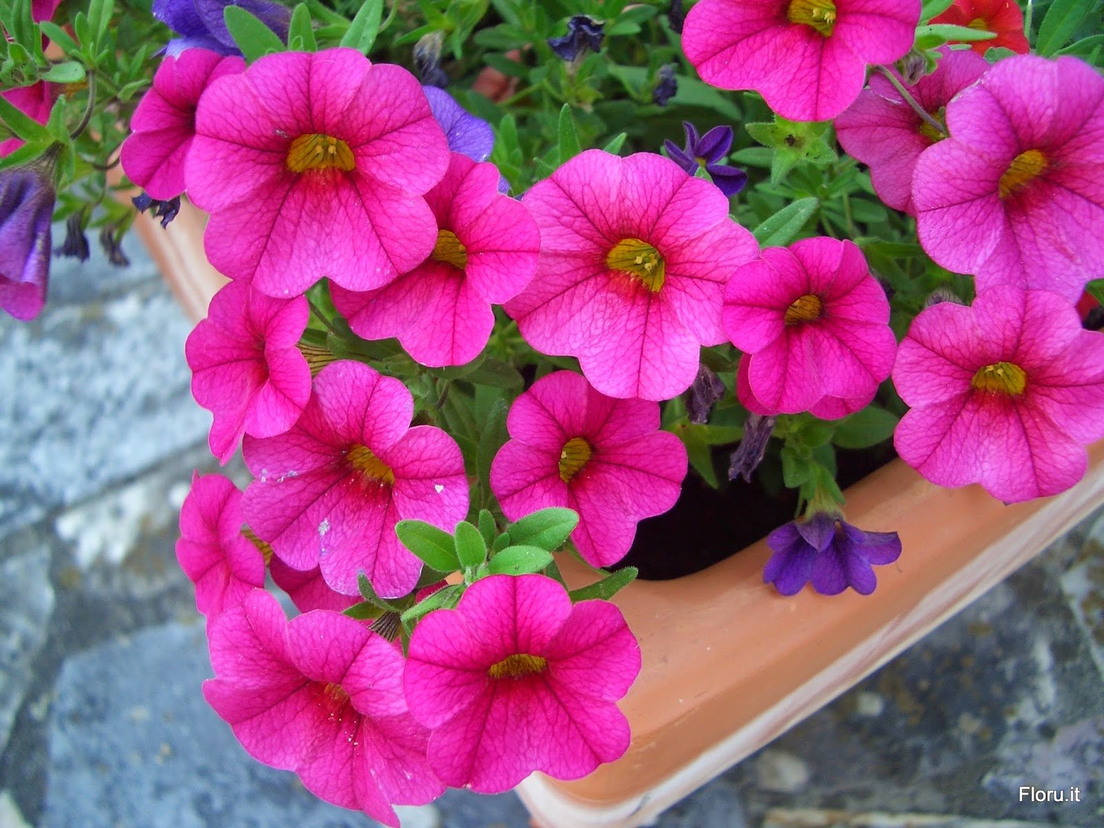 You are currently viewing Petúnia-comum – Petunia x hybrida