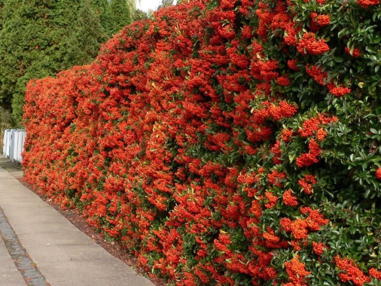 Read more about the article Piracanta – Pyracantha coccinea