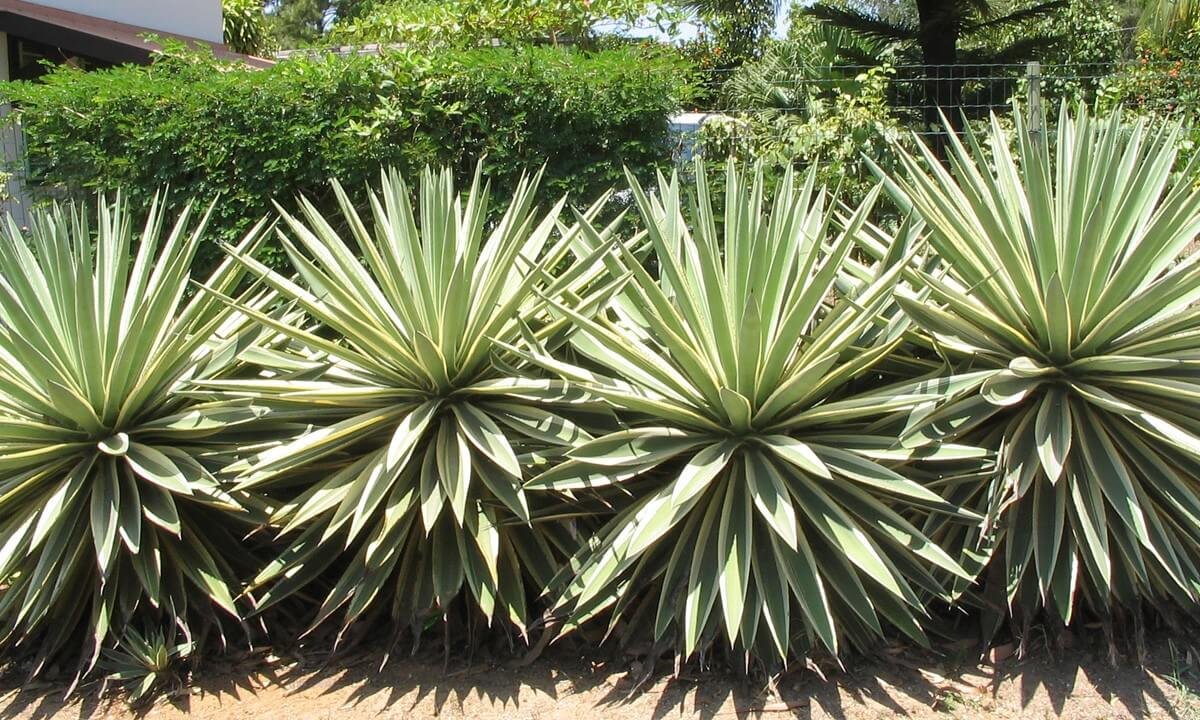 You are currently viewing Piteira-do-caribe – Agave angustifolia