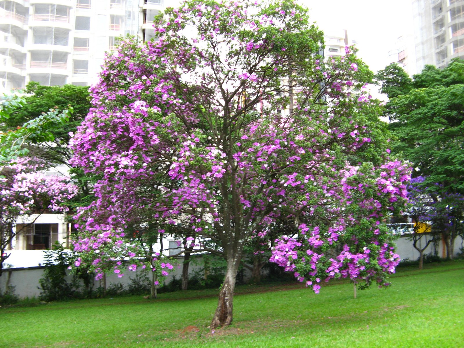 You are currently viewing Resedá – Lagerstroemia indica