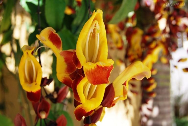 Read more about the article Sapatinho-de-judia – Thunbergia mysorensis