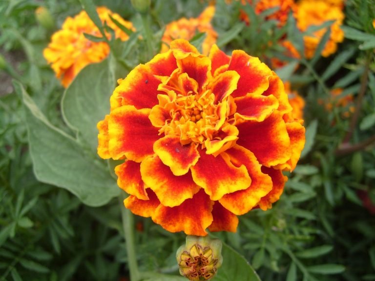 Read more about the article Tagetes-anão – Tagetes patula