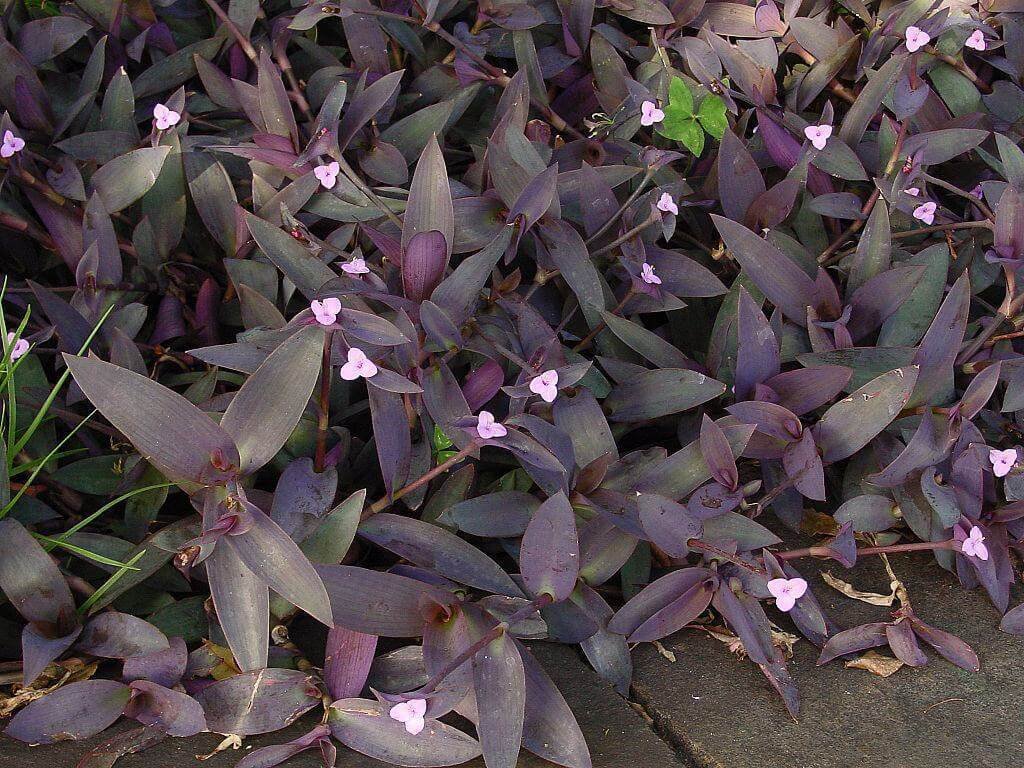 You are currently viewing Trapoeraba-roxa – Tradescantia pallida purpurea
