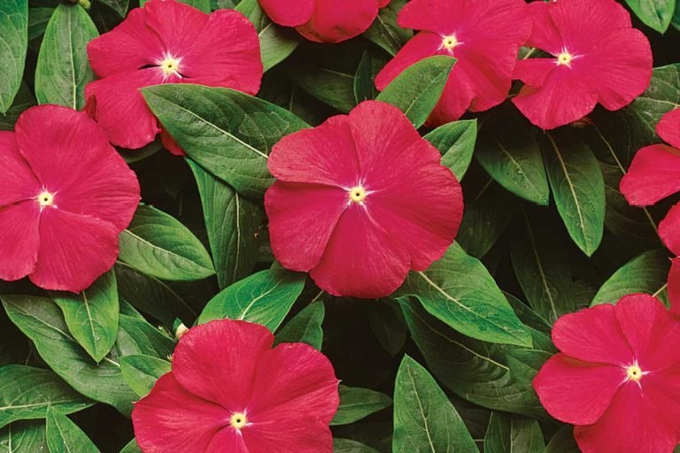 Read more about the article Vinca – Catharanthus roseus
